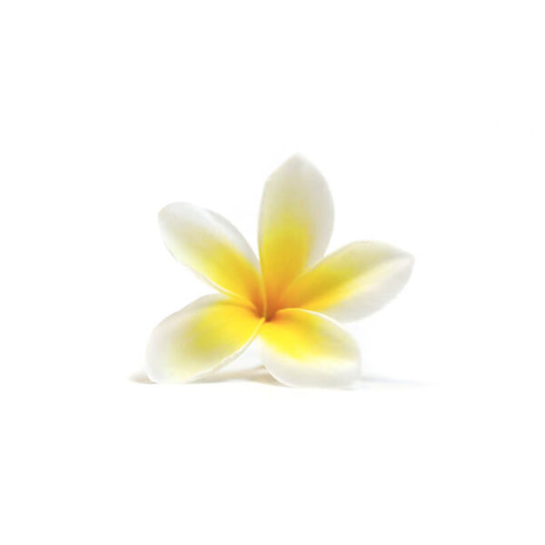 Plumeria - Image 3