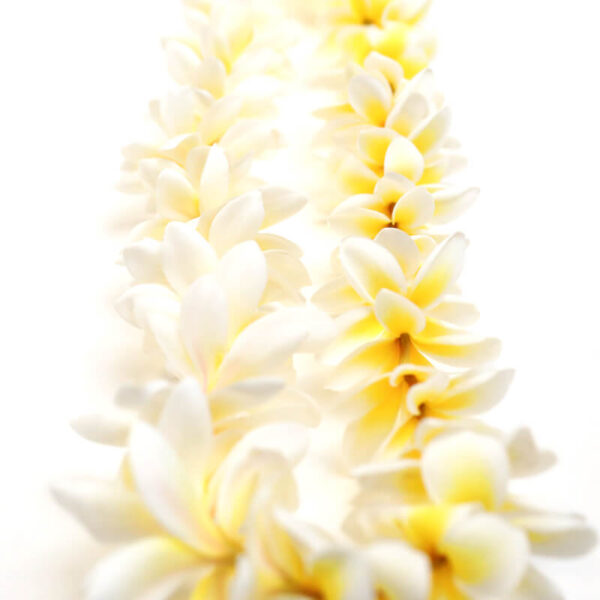 Plumeria - Image 4