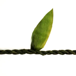 Tī Leaf - Image 2