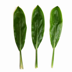 Tī Leaf - Image 3