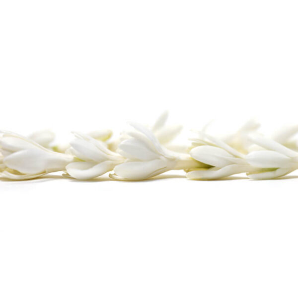 Tuberose - Image 2